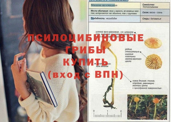 шишки Белокуриха